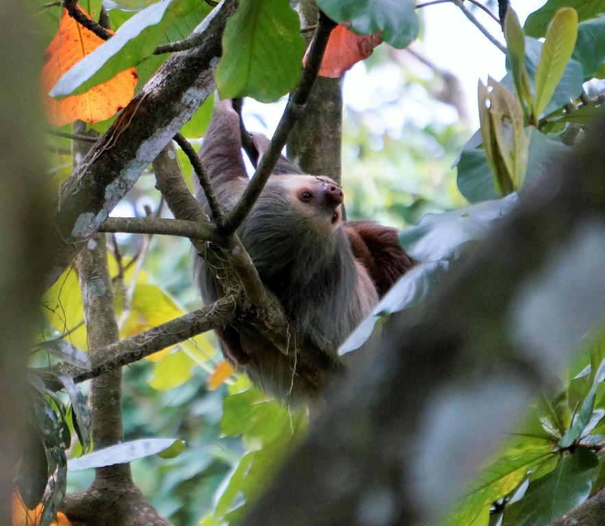 Hotel Monte Real La Fortuna Eksteriør bilde