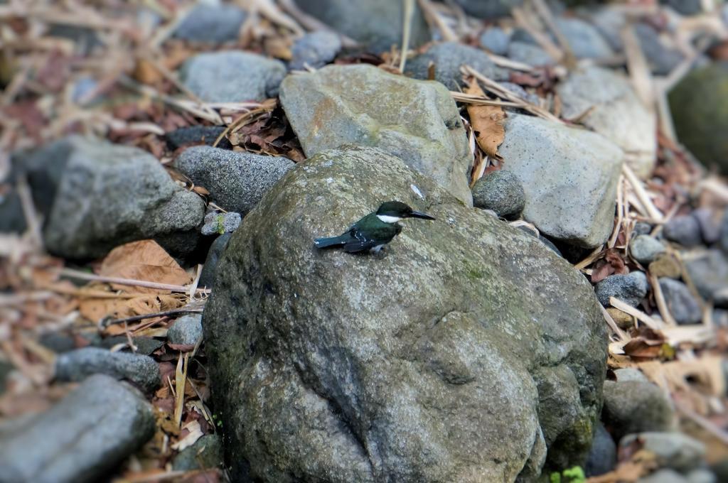 Hotel Monte Real La Fortuna Eksteriør bilde